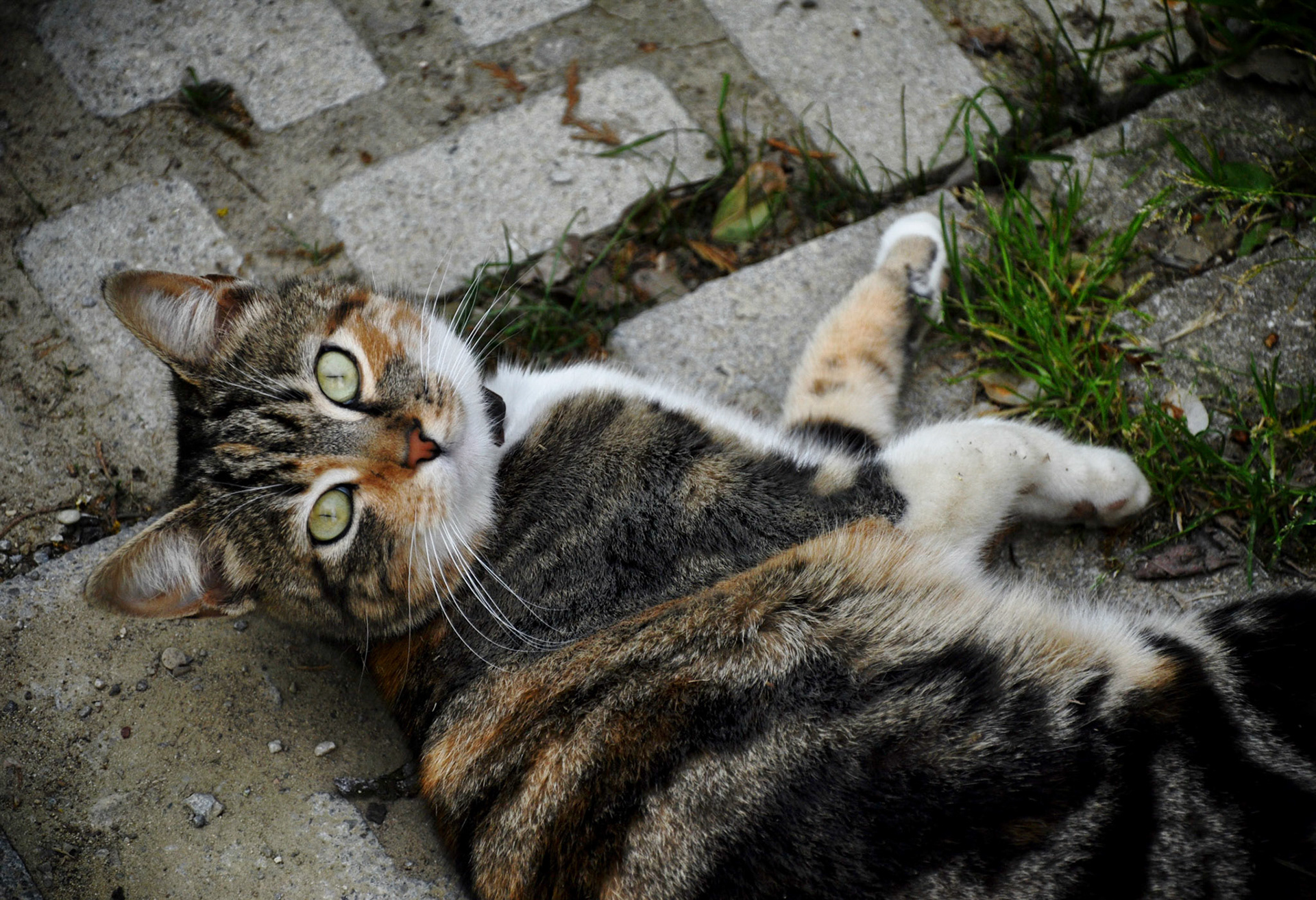Kitty