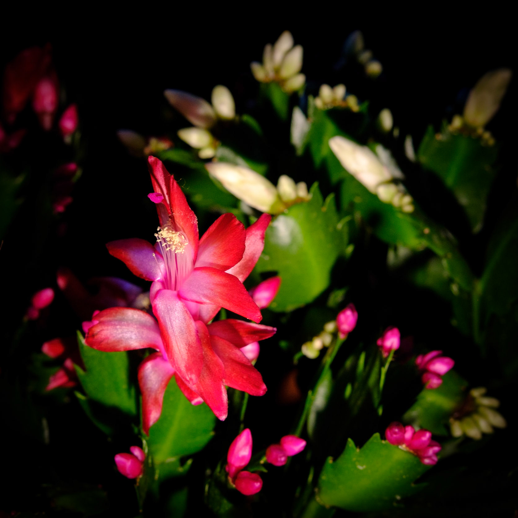 Chiaroscura