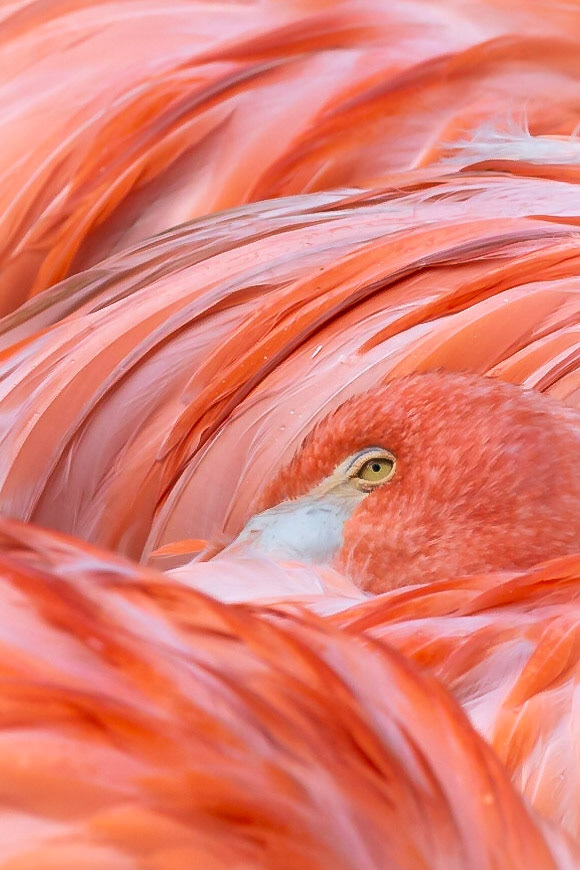 Grote flamingo, Rode flamingo of Cubaanse flamingo.