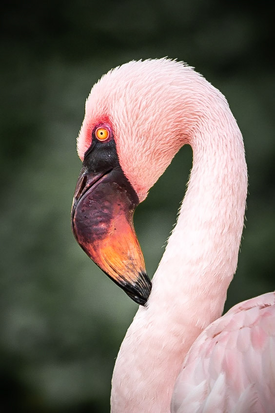 Kleine flamingo