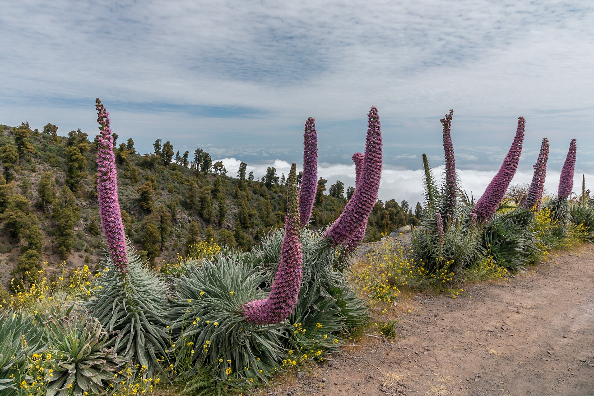 Tajinaste (Echium wildpretii subsp. trichosiphon)