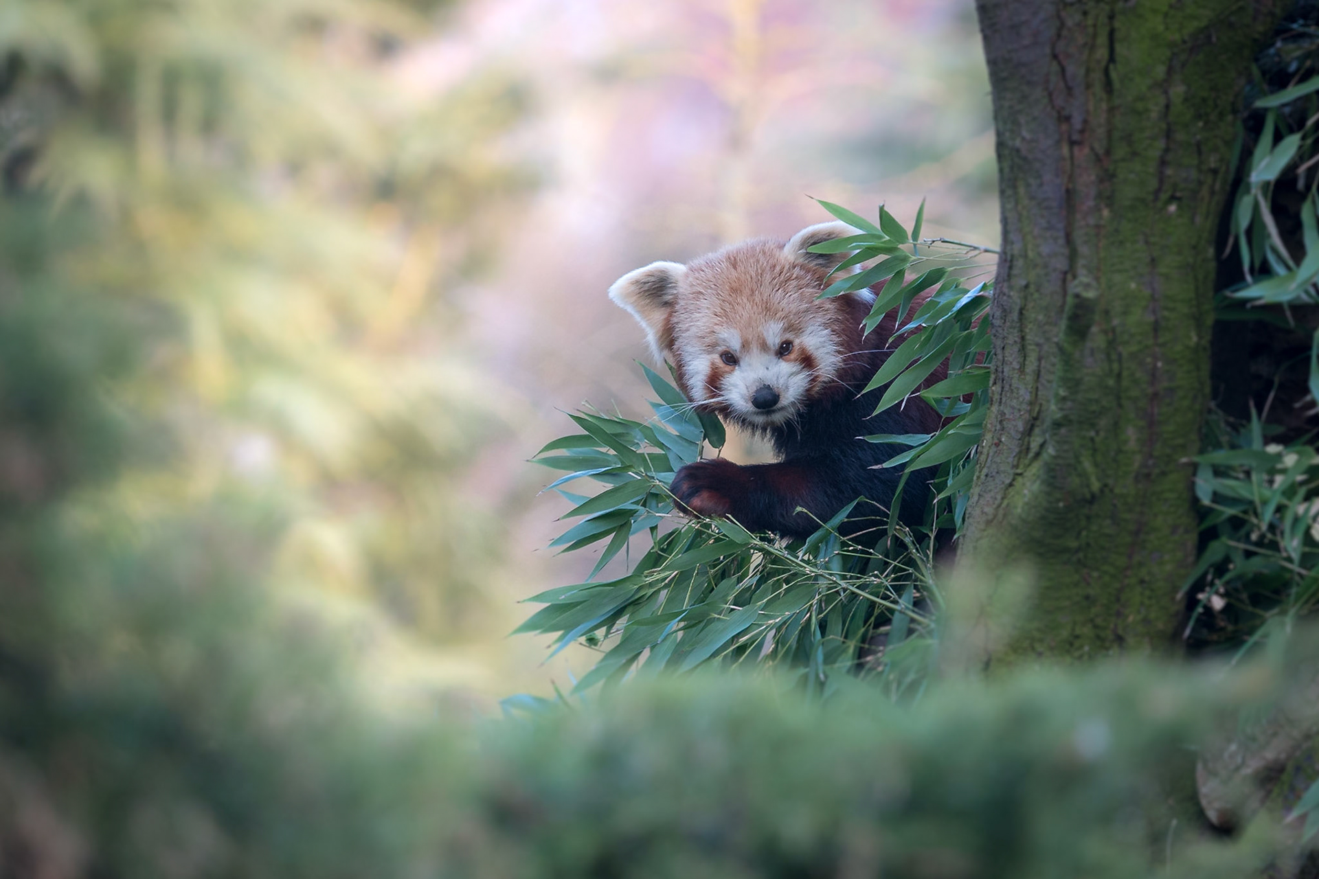 De kleine panda, rode panda of katbeer.
