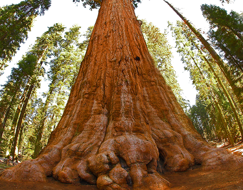 Очень толстой дерево. Секвойядендрон генерал Шерман. Секвойя дерево Гиперион. Калифорнийская Секвойя Гиперион. Секвойя дерево генерал Шерман.