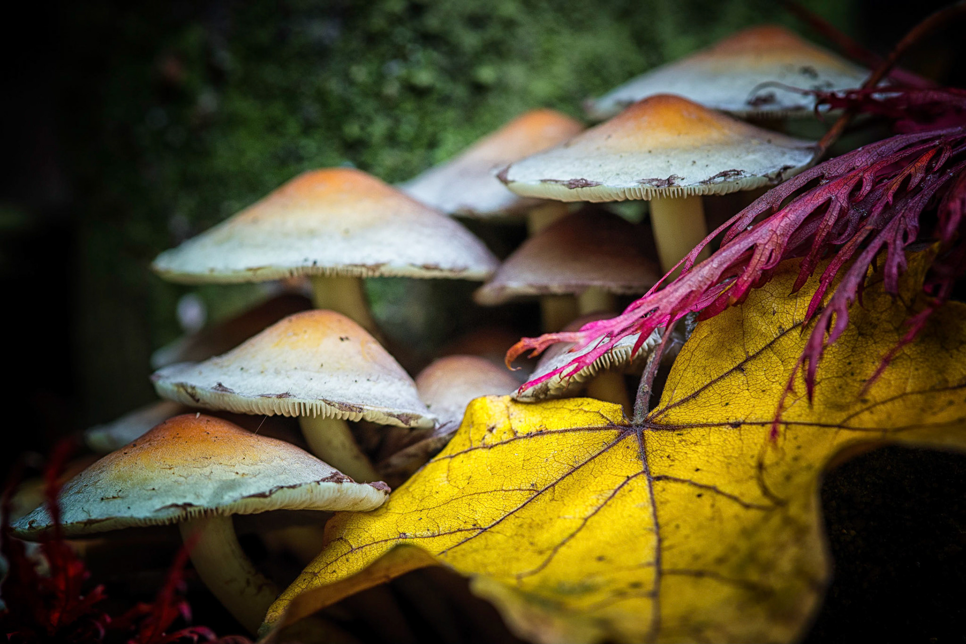 Hypholoma fasciculare