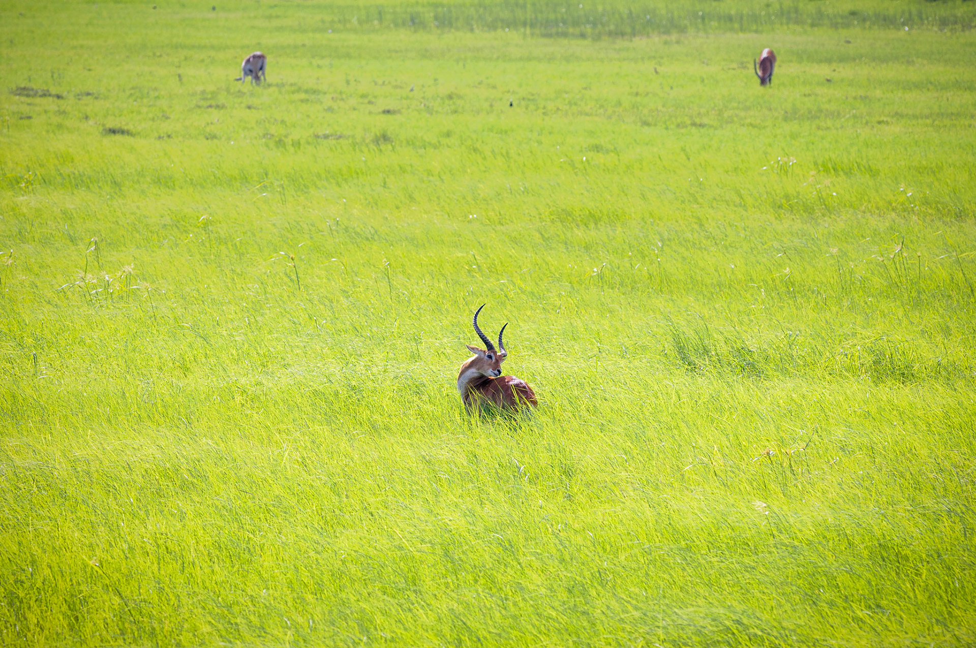 Botswana, Chobe National Park, 2013