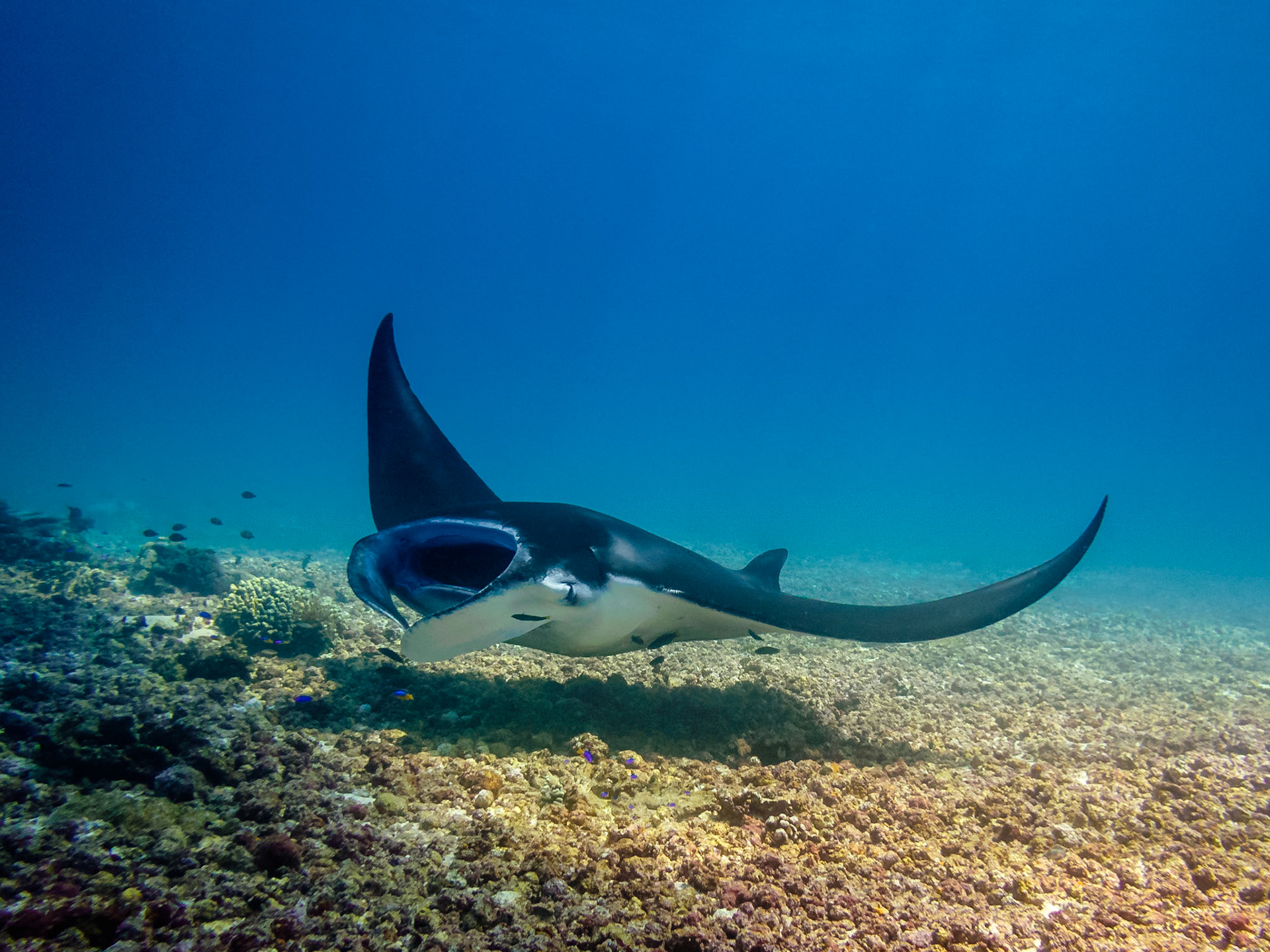 Manta Ray, Komodo National Park, Flores, Indonesia, 2015.Video footage of our encounters with mantas, turtles and sharks in Komodo National Park, can be found at: https://youtu.be/tVuRy3rUf6s