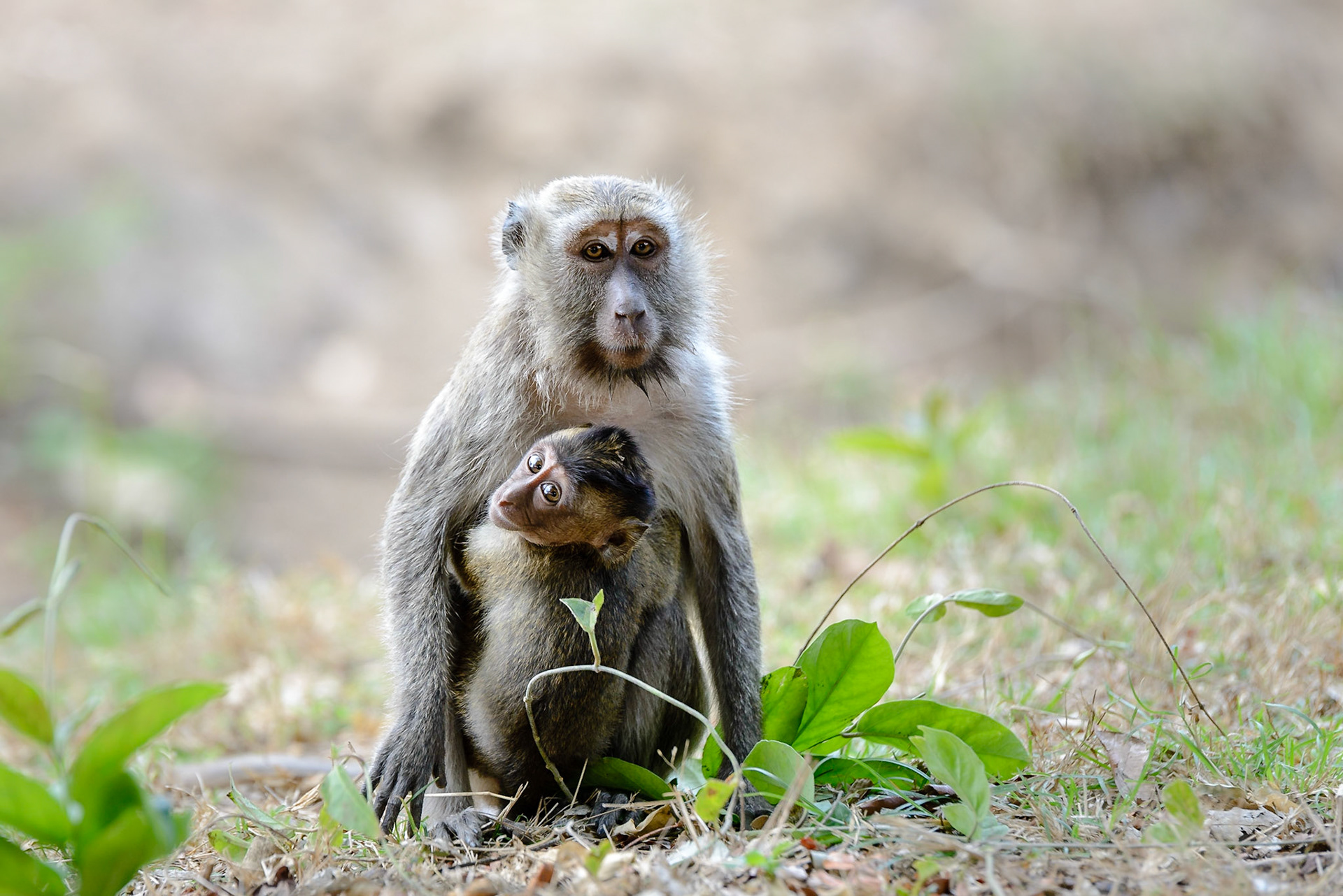 Monkeys, Rinca Island, Komodo National Park, Indonesia, 2015.