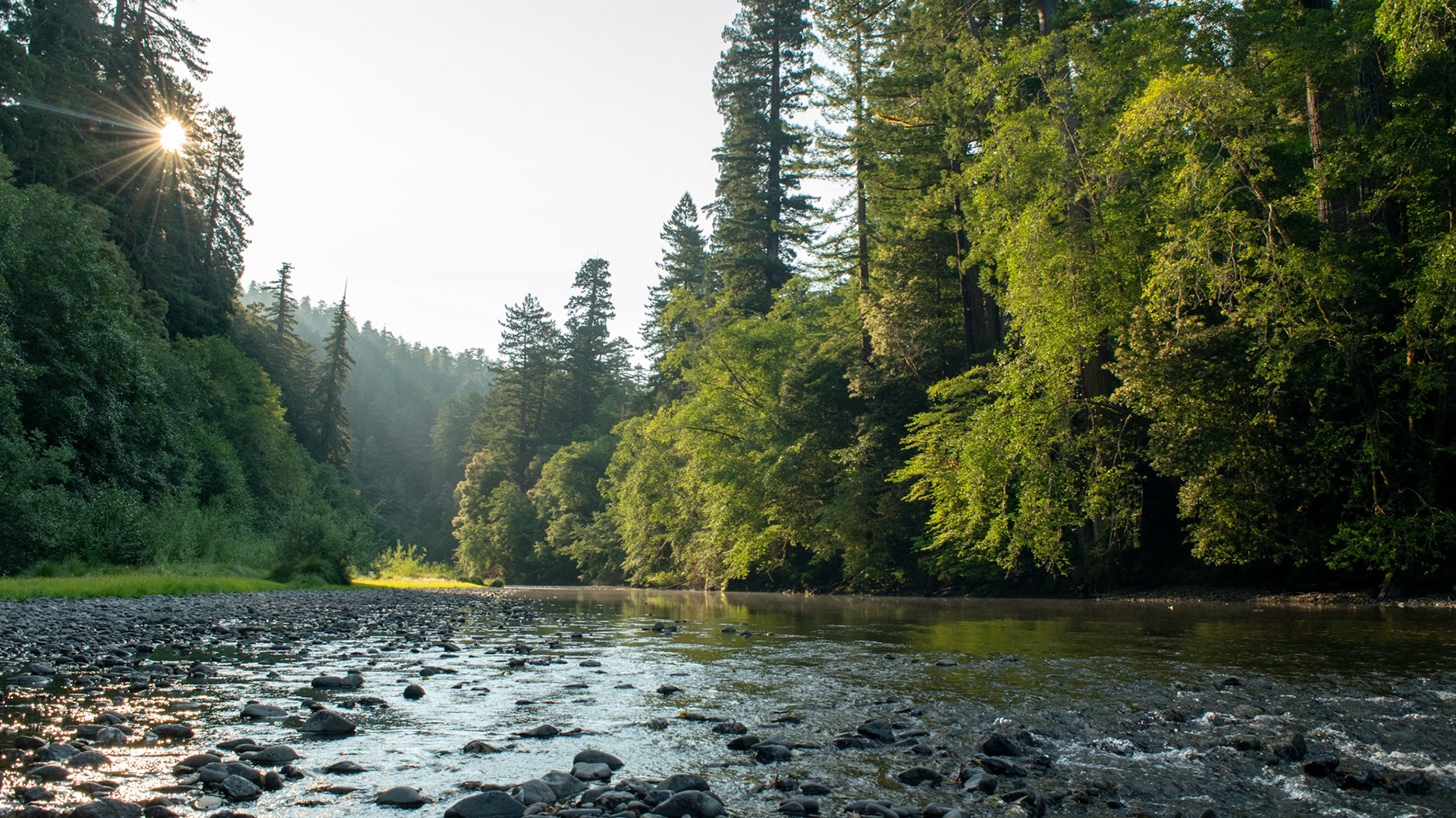 Redwoods National Park, USA