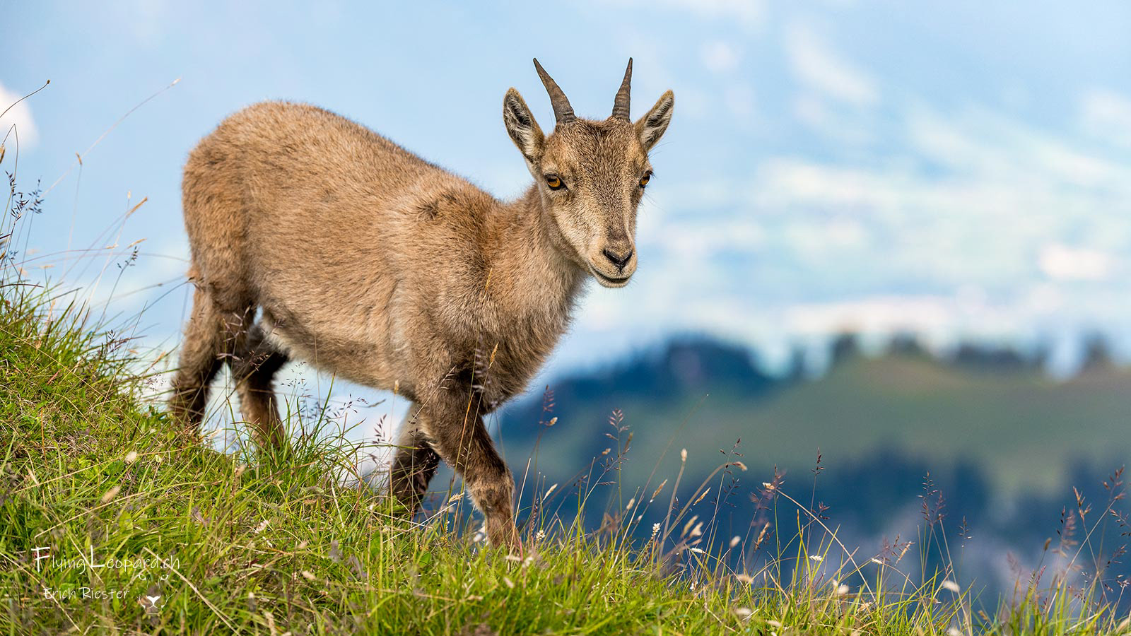 Alpensteinbock (Capra ibex - Alpine ibex)
