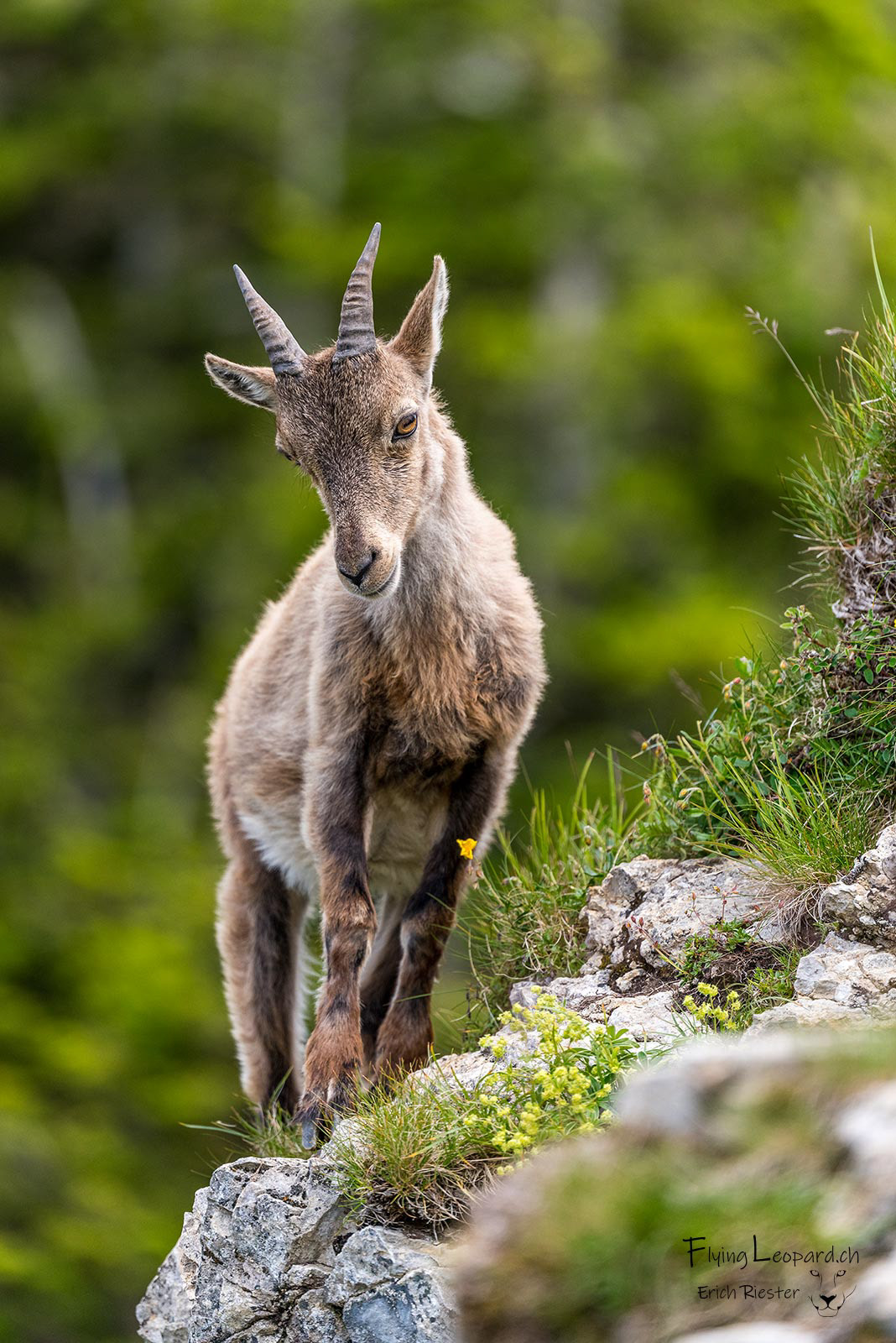 Alpensteinbock (Capra ibex - Alpine ibex)
