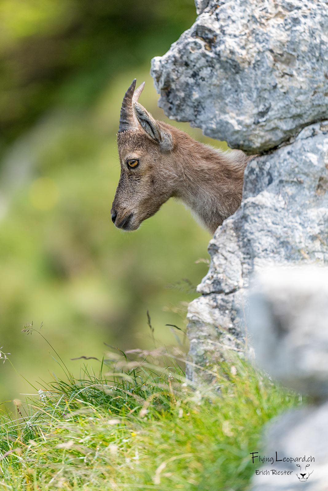 Alpensteinbock (Capra ibex - Alpine ibex)