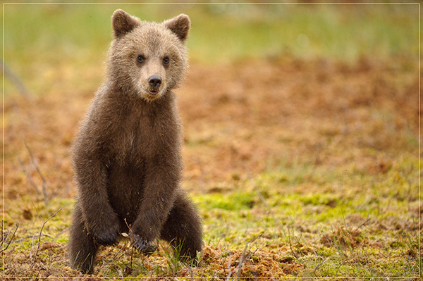 Photopat Photography Belgium - Wildlife