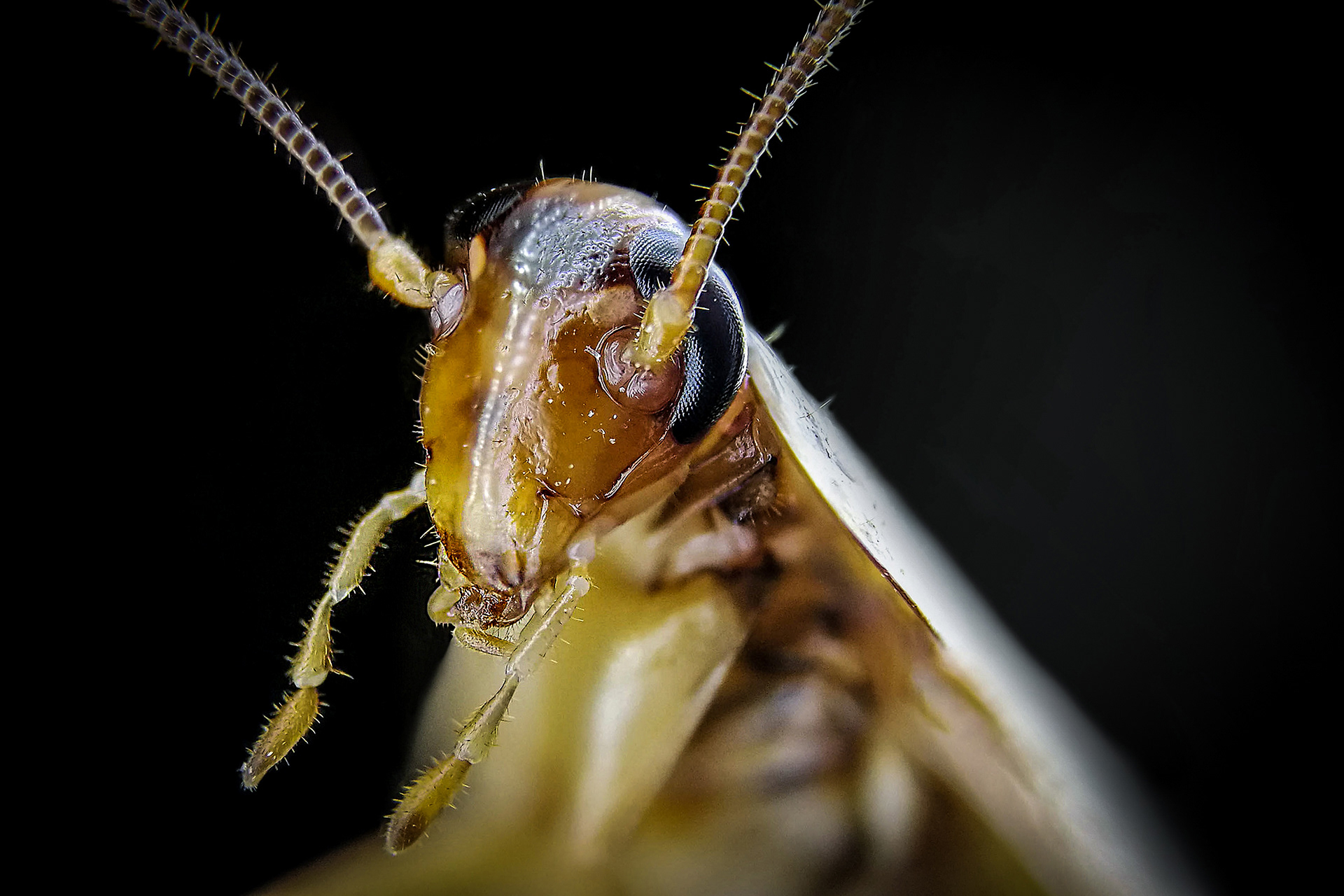Cockroach Extreme Macro | Focus Stacked - 30 Frames | Smartphone | 24 Mar 2017 | Estee White Photography