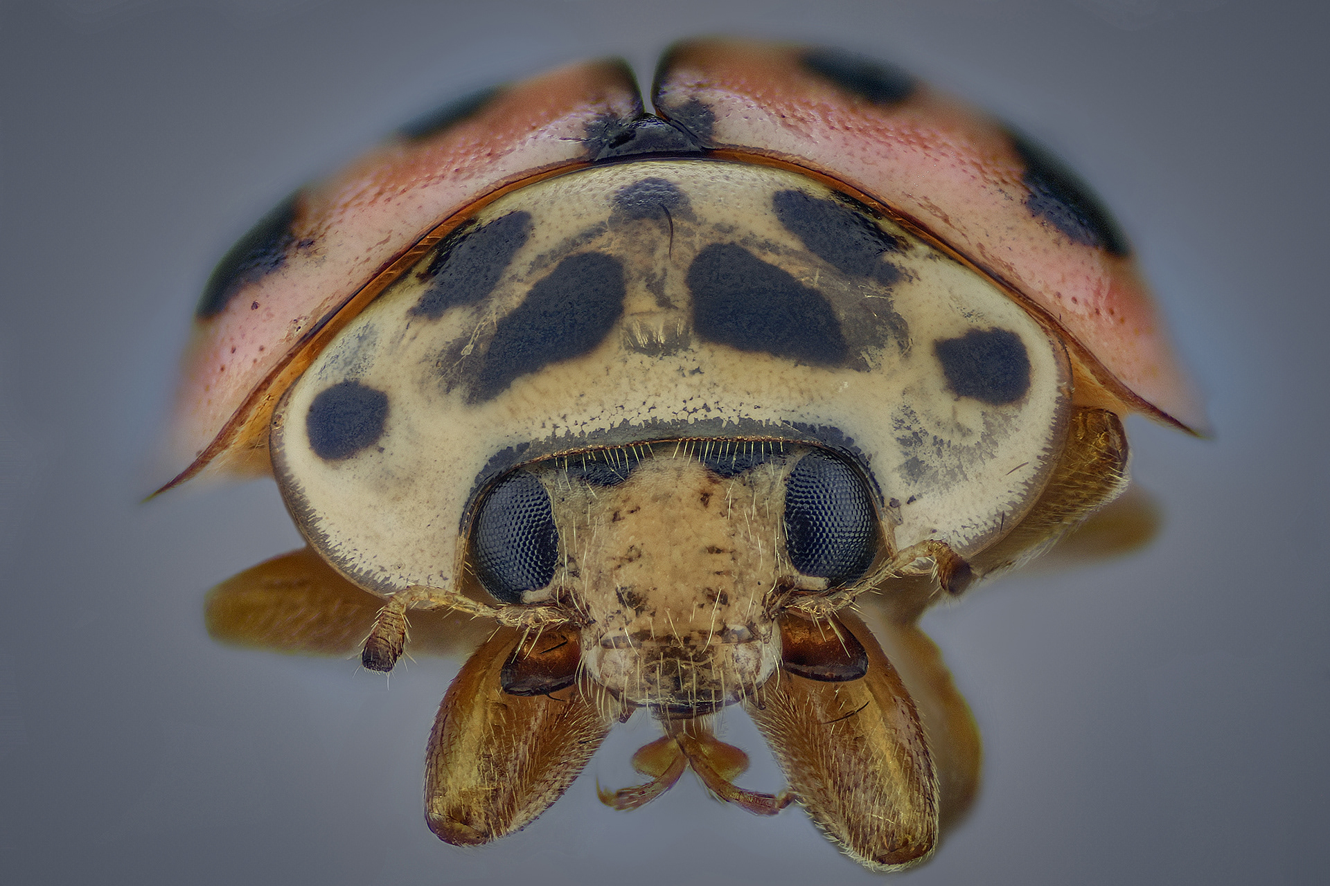 Ladybug | Focus Stacked - 42 Frames | DSLR & 4X Microscope Objective | 25 Mar 2020 | Macro & Micro of Insects | Estee White Photography