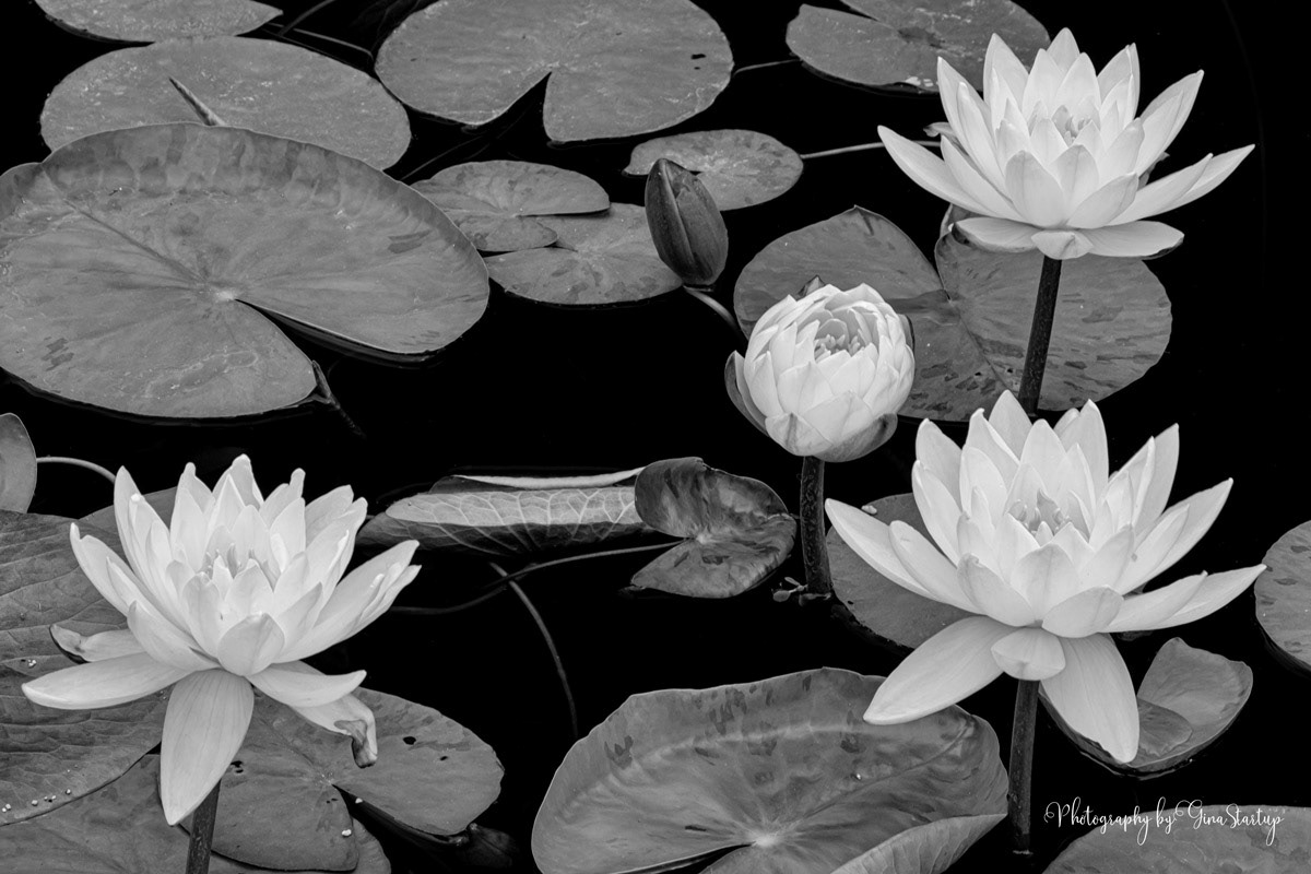Photography by Gina Startup