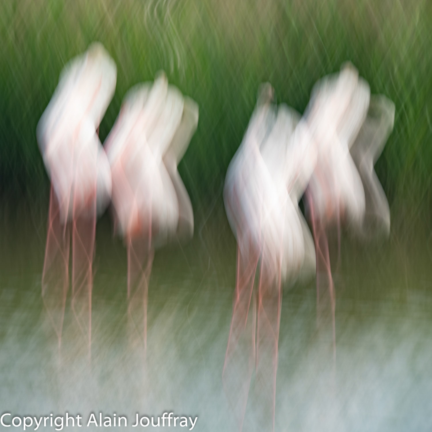 Flamant rose