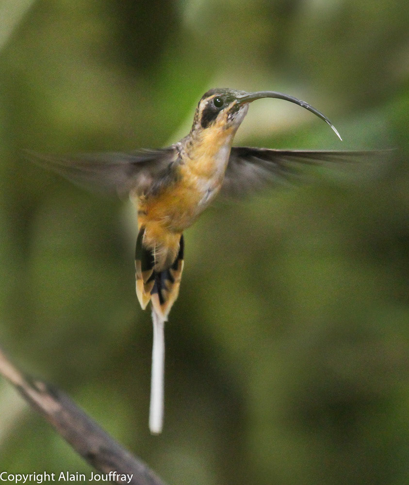 Ermite à ventre fauve - Phaethornis syrmatophorus  (Equateur)