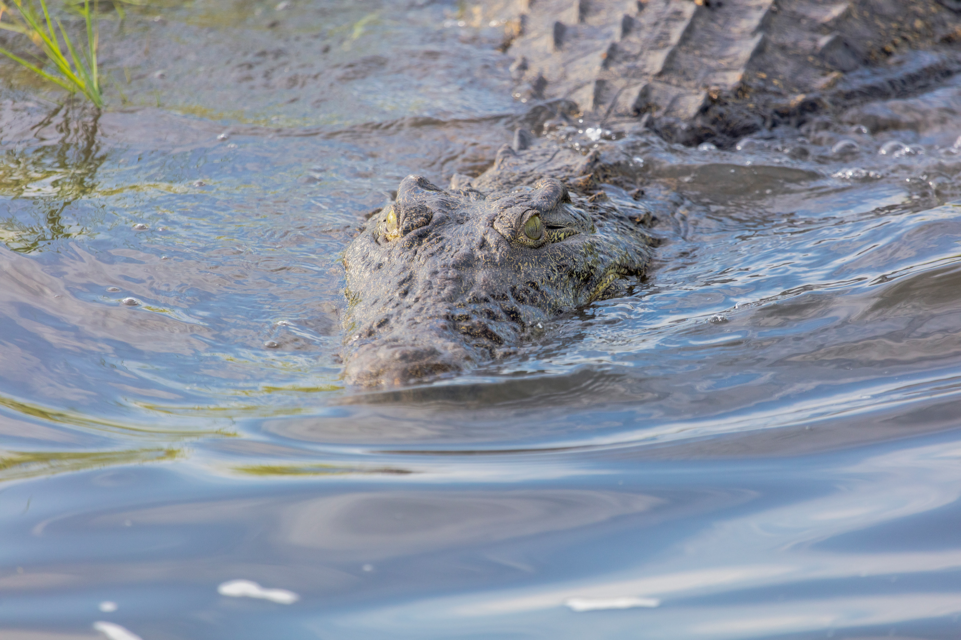 The Chobe River, Botswana