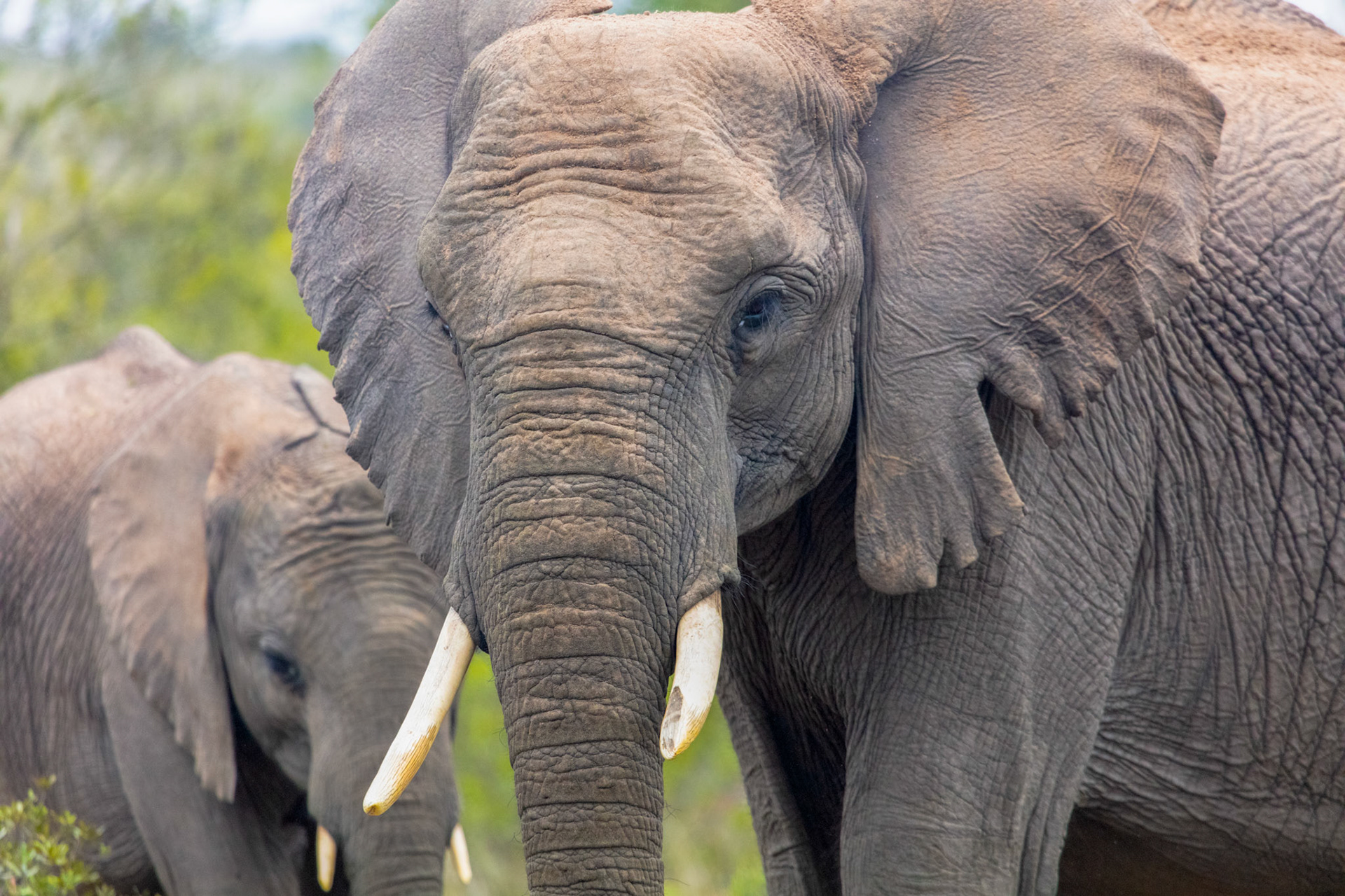 Elephant - Order Code S1B