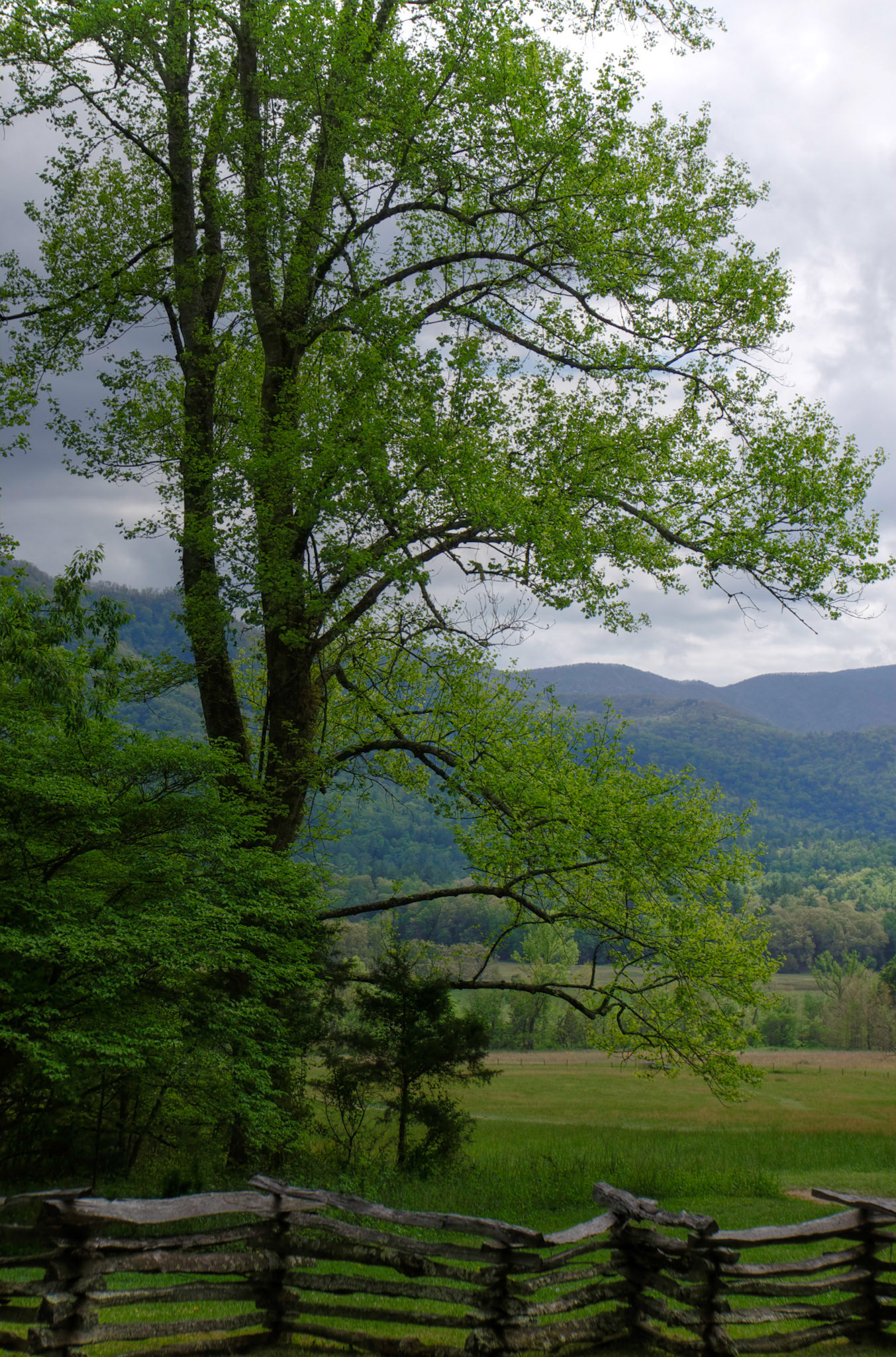 Pasture Near John Oliver Cabin - Cades Cove, TN