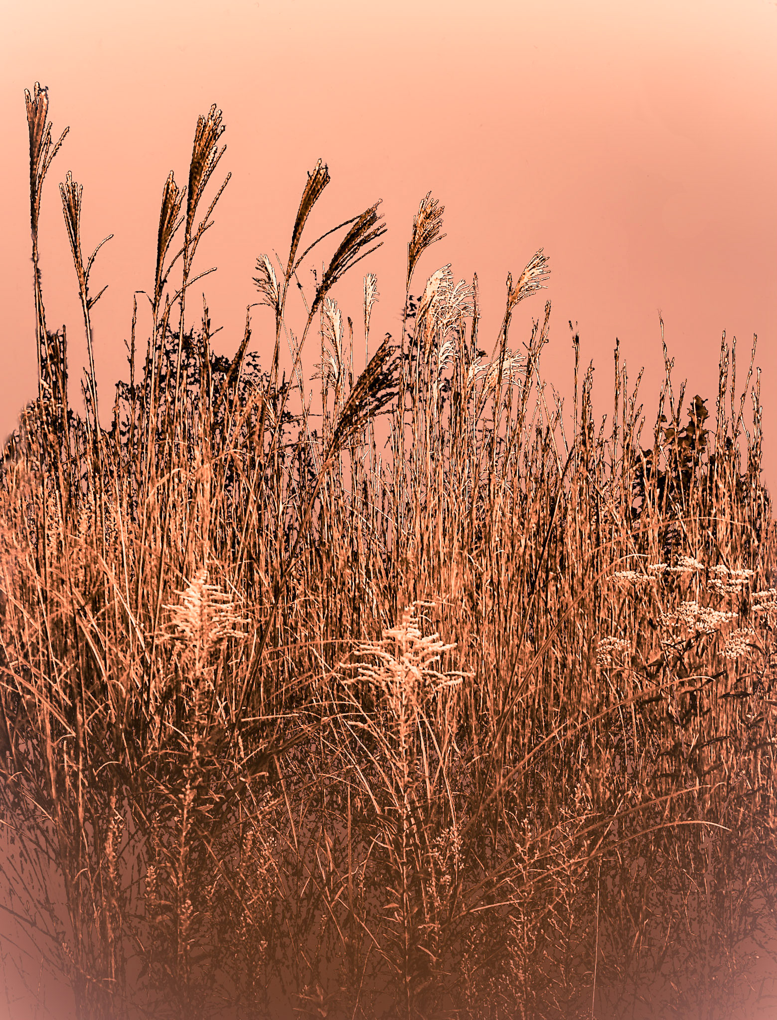 Sunset from the Weeds
