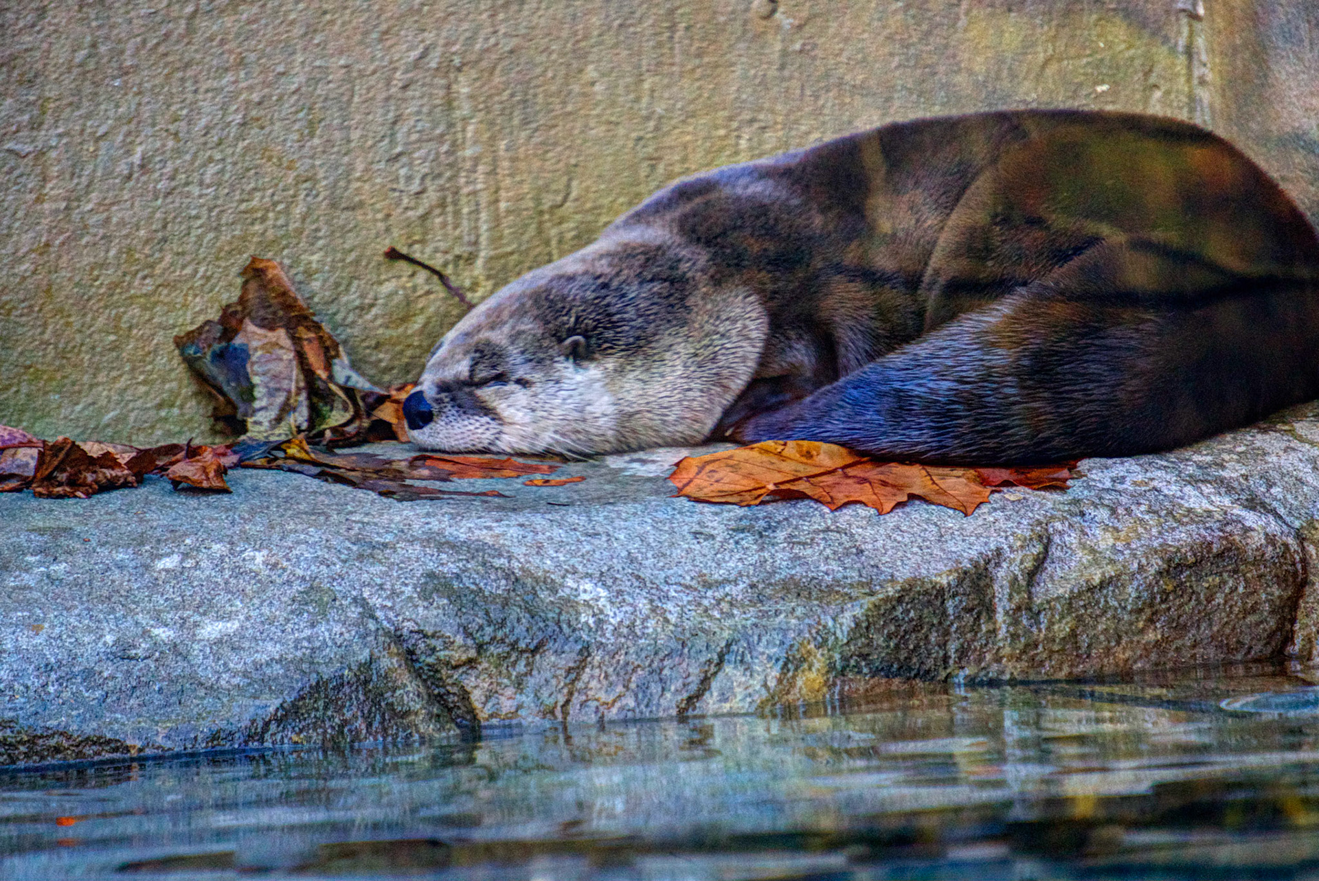 River Otter
