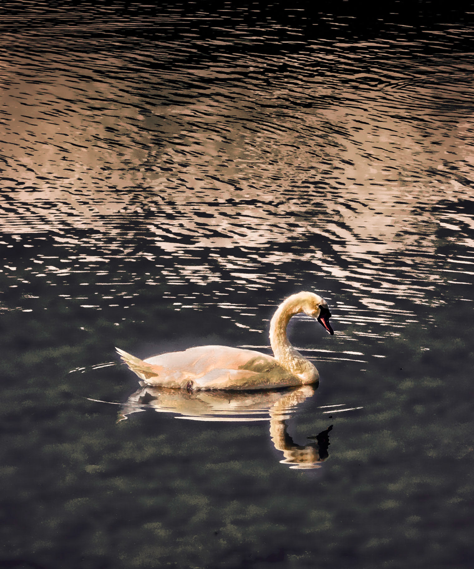 Swan at Lake Junaluska, NC