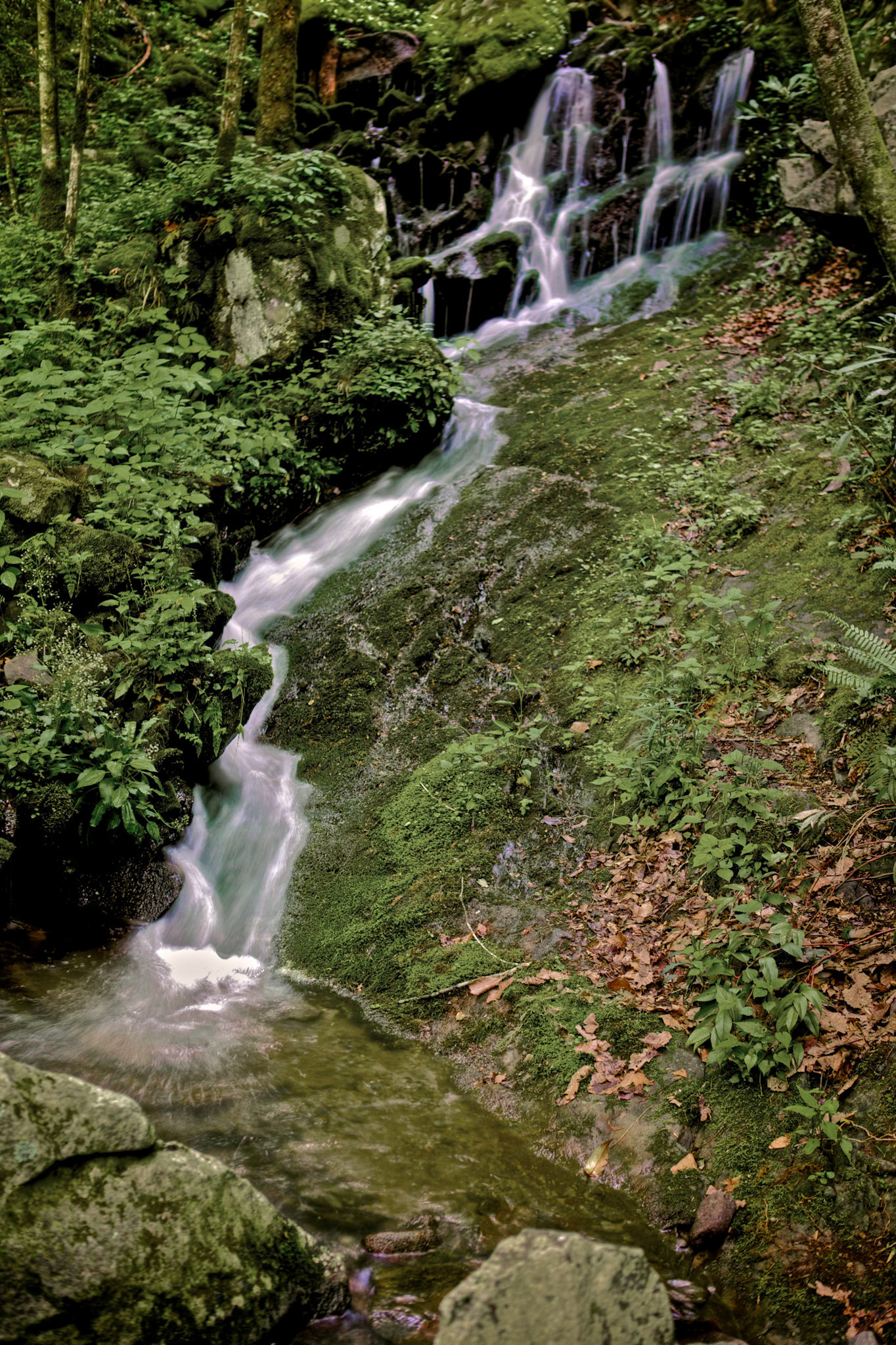 Cascade in Tremont Area of the Great Smoky Mountains National Park