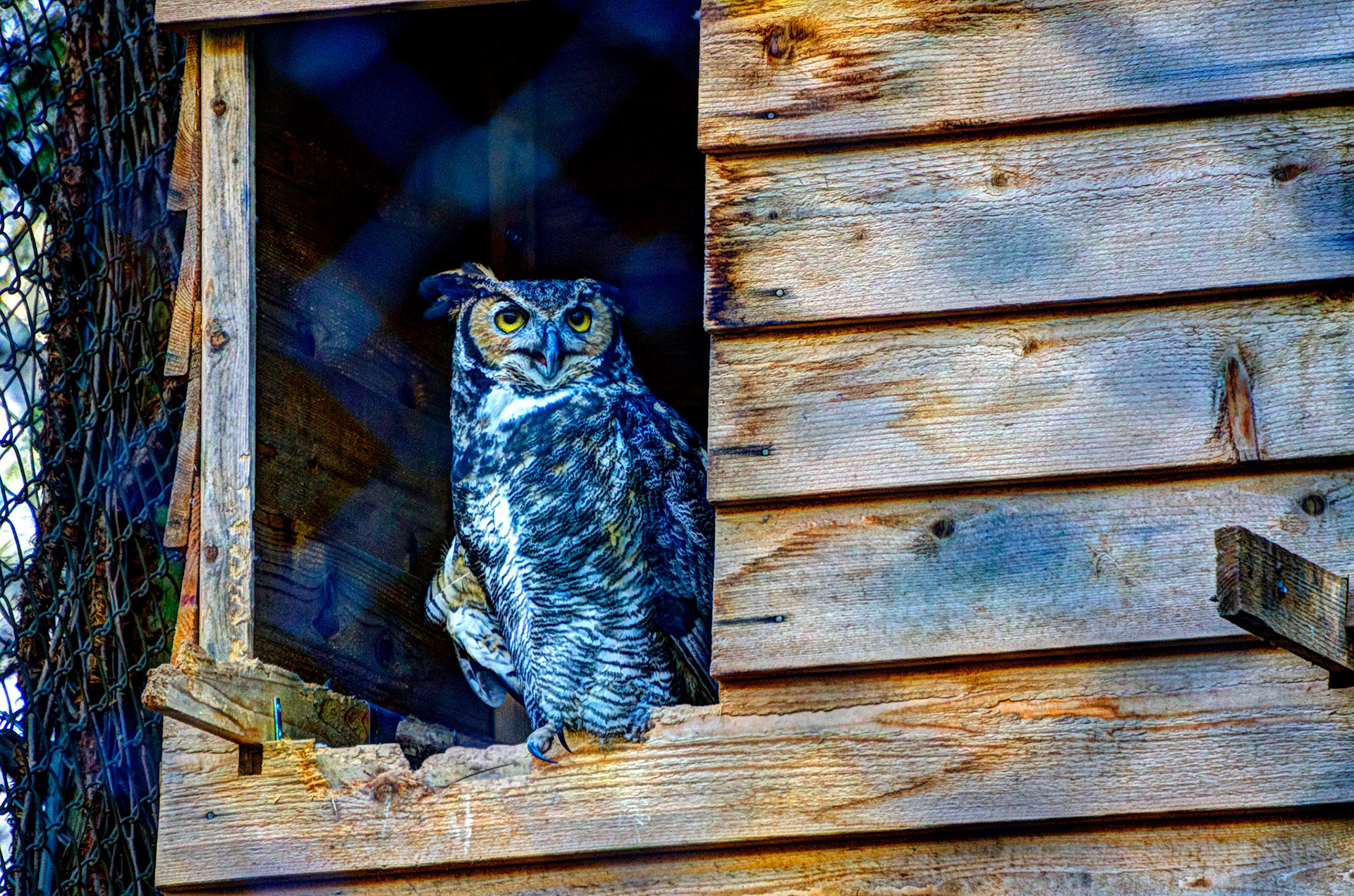 Great Horned Owl