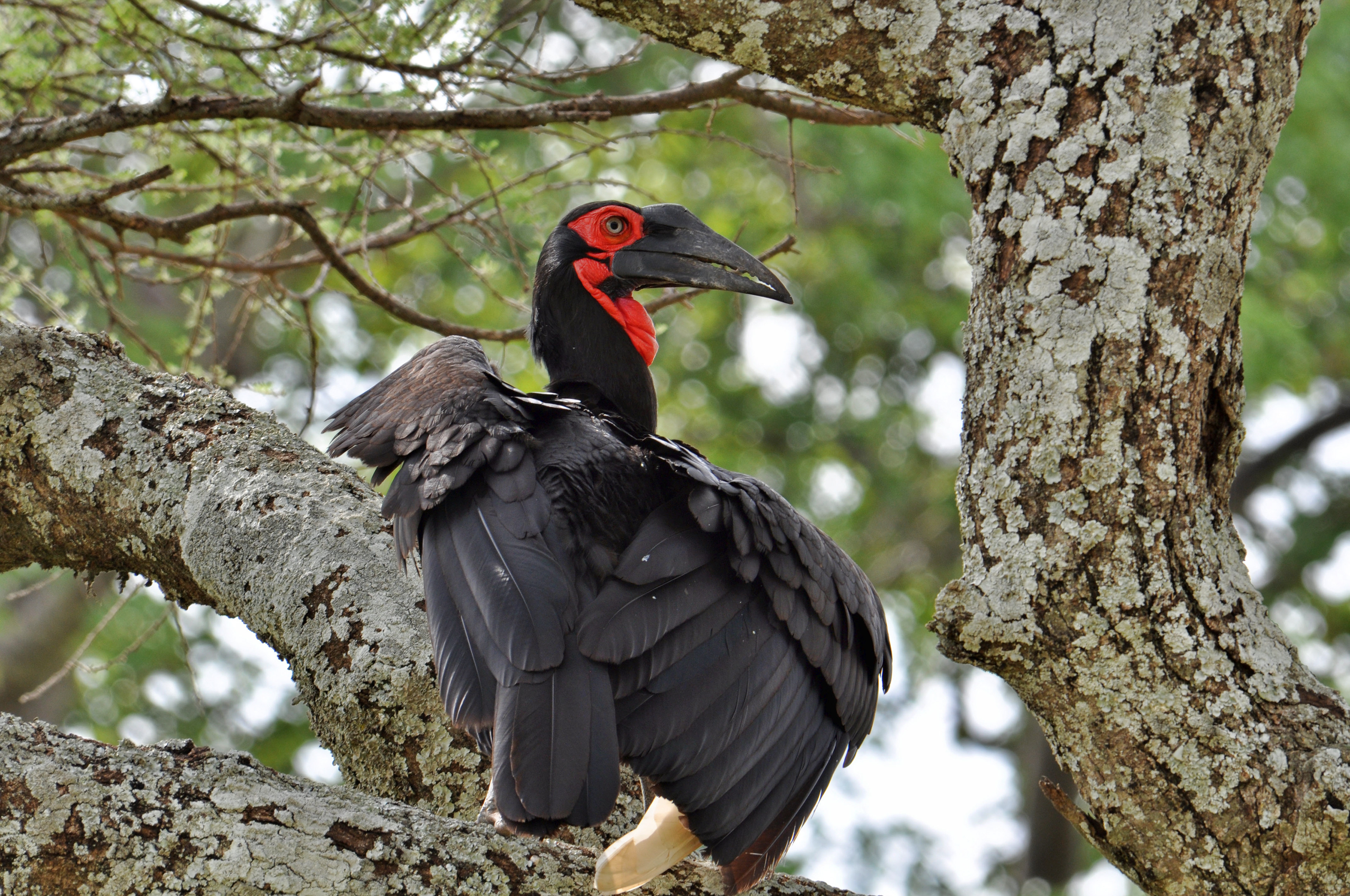 Southern ground hornbill-Tanzania