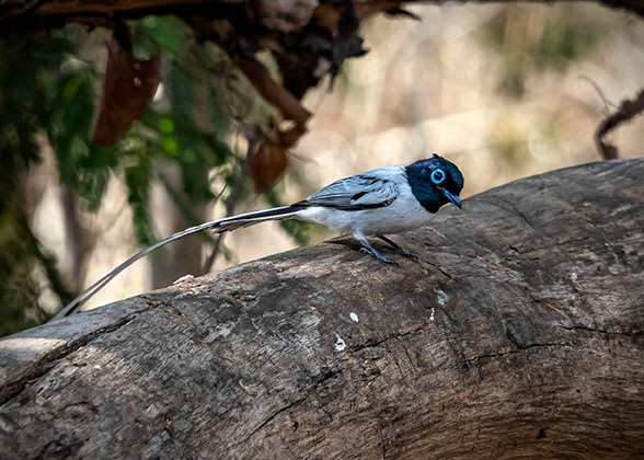 Paradise flycatcher Madagascar