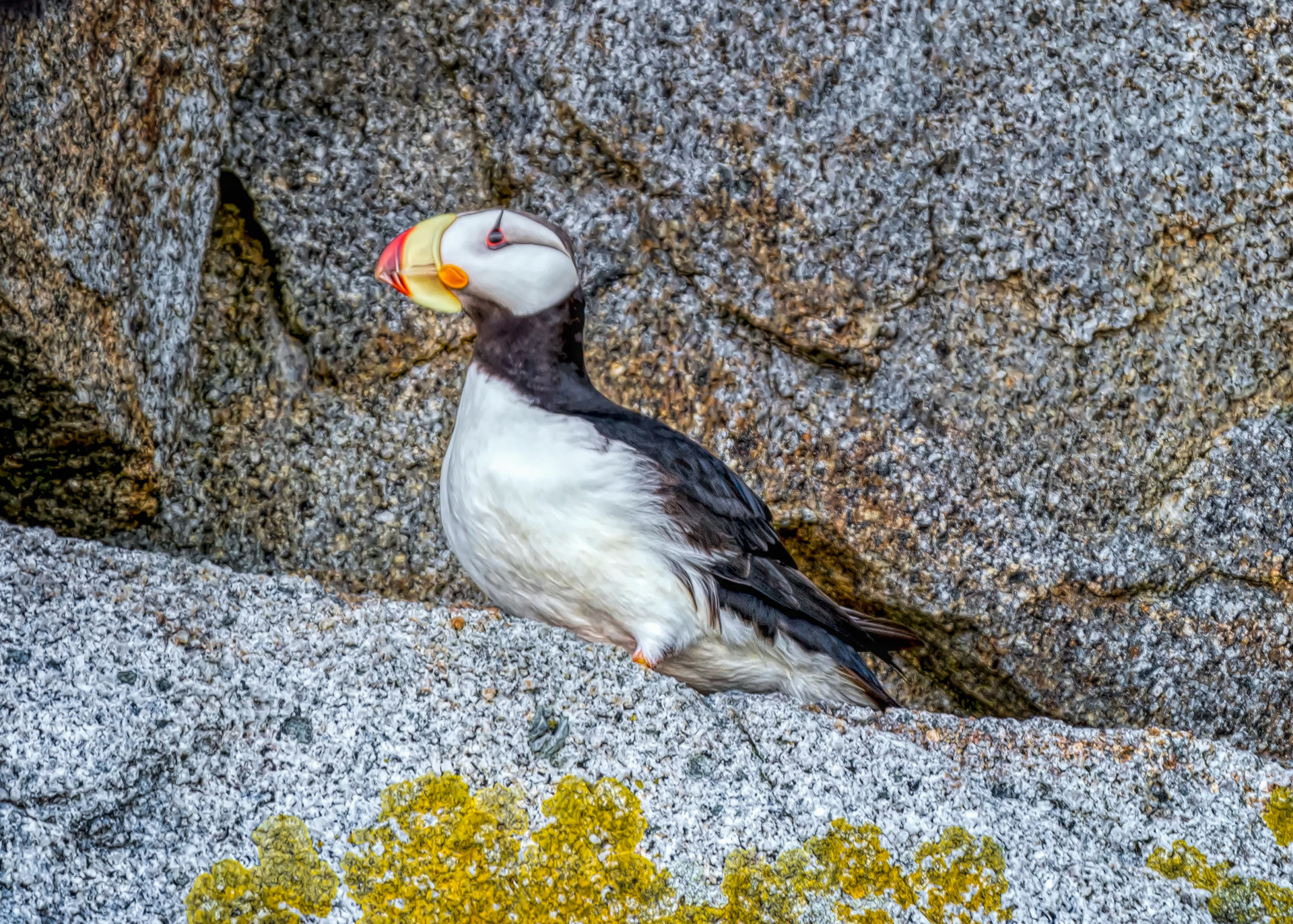 Puffin-Alaska
