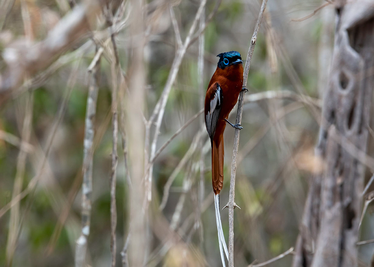 Paradise flycatcher-Madagascar