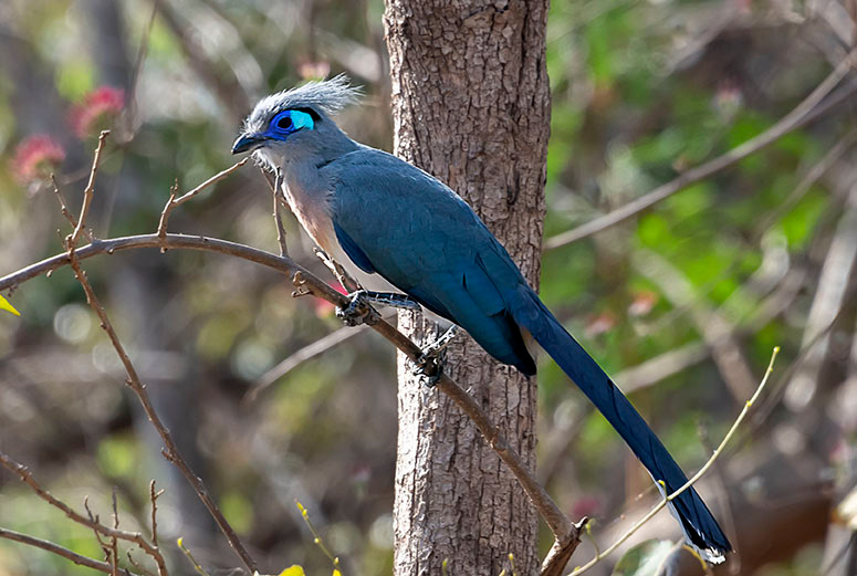 Crested Coua Madagascar