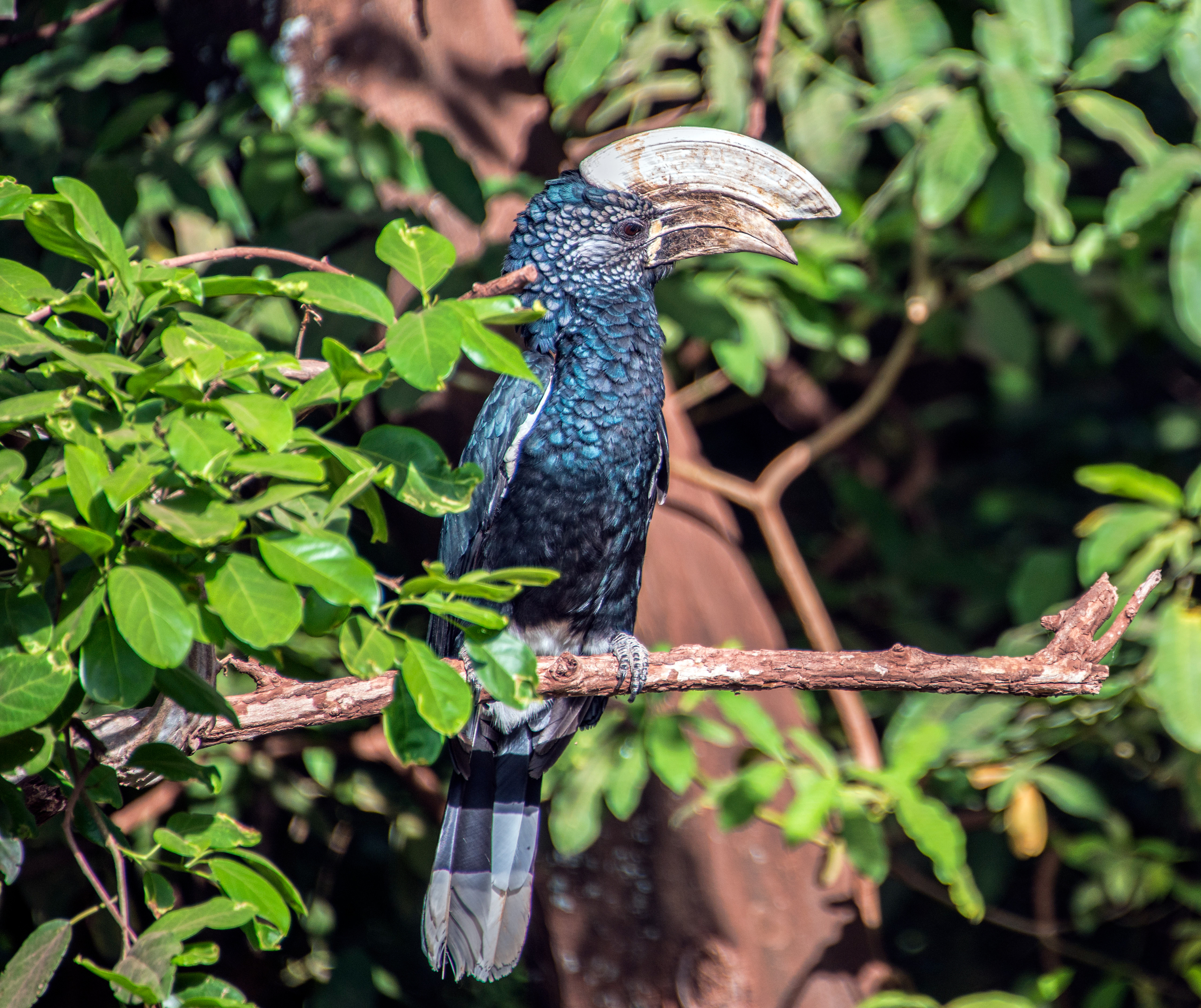 African grey hornbill-Tanzania