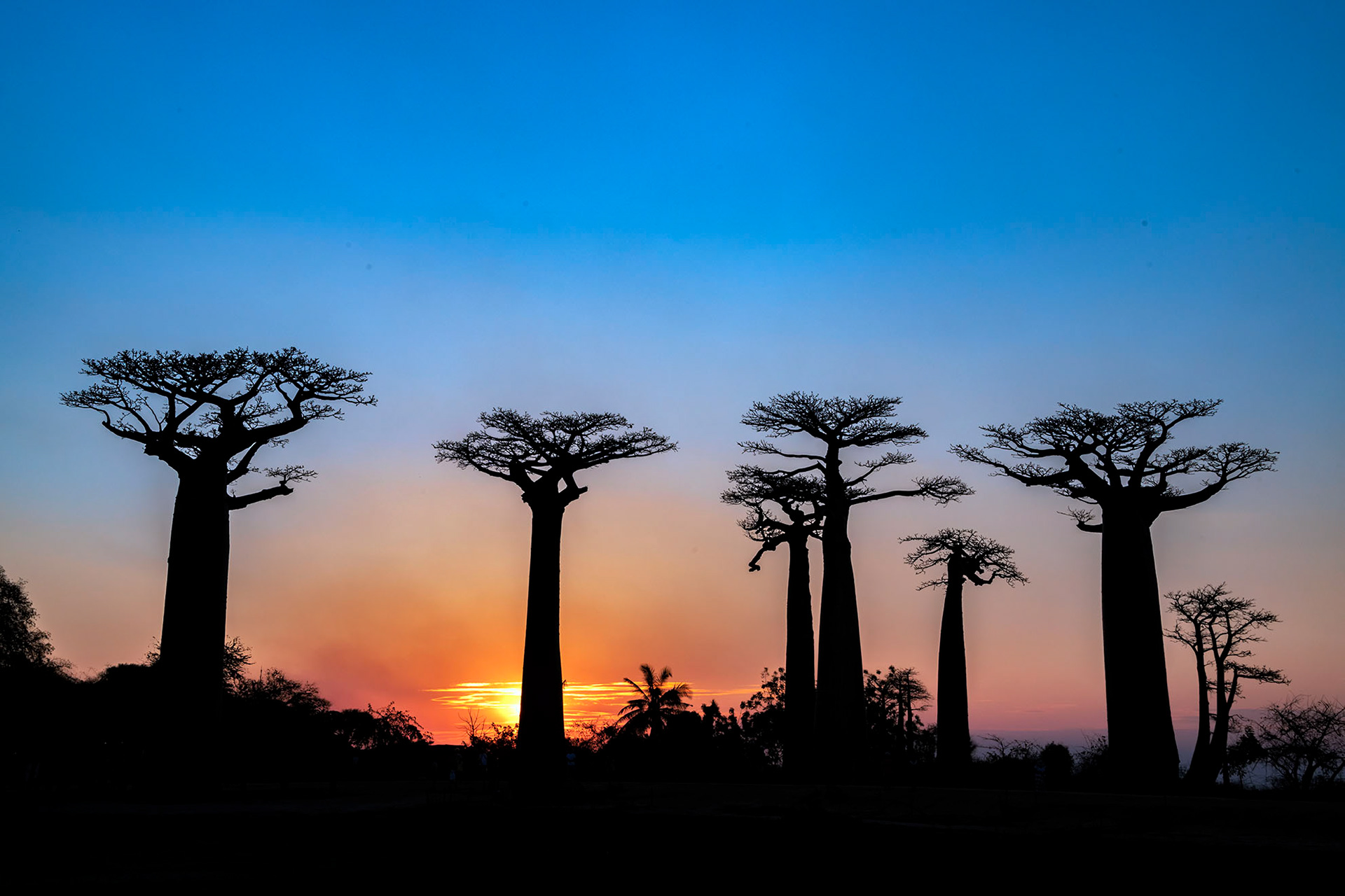 Baobab tree alley-Madagascar