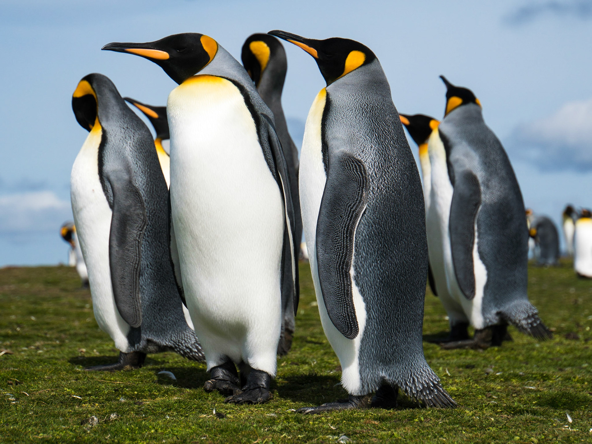King penguins