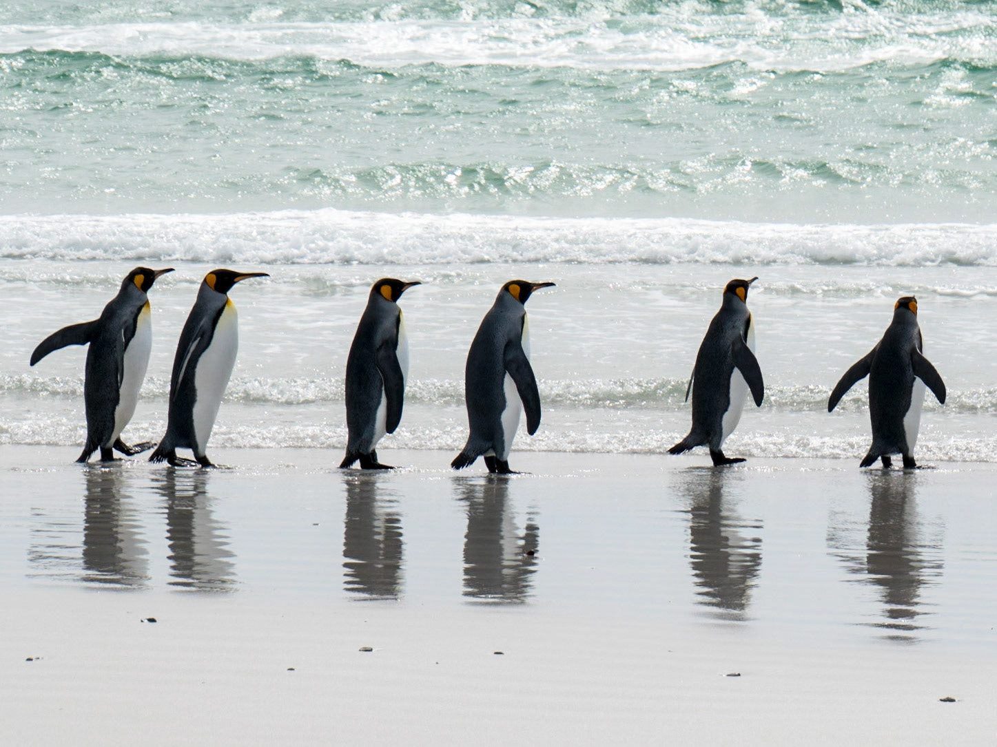 King penguins begin their search for a meal