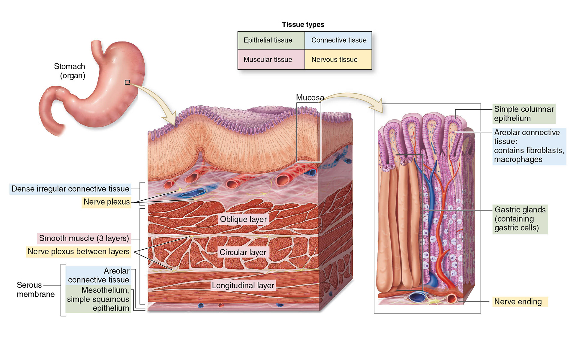 evelyn-pence-tissue-types-stomach