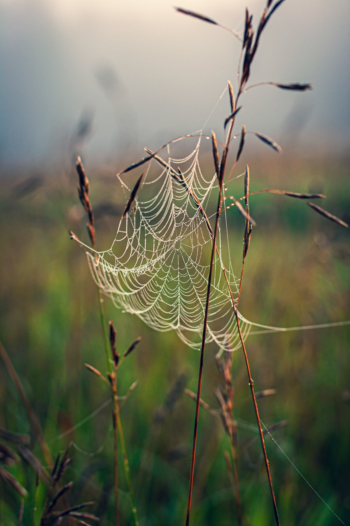 Morning Web
