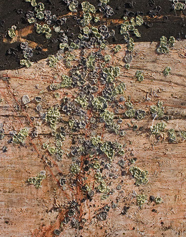 Precambrian Surface Manitou, 2012 - 4' x 5', SOLD