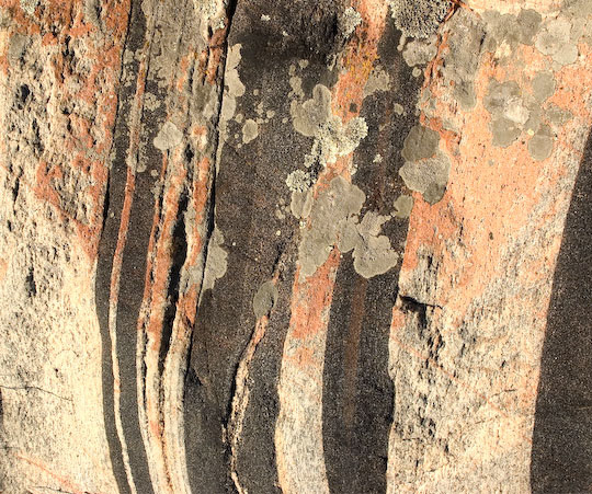 Lichen, Starvation Bay #1
