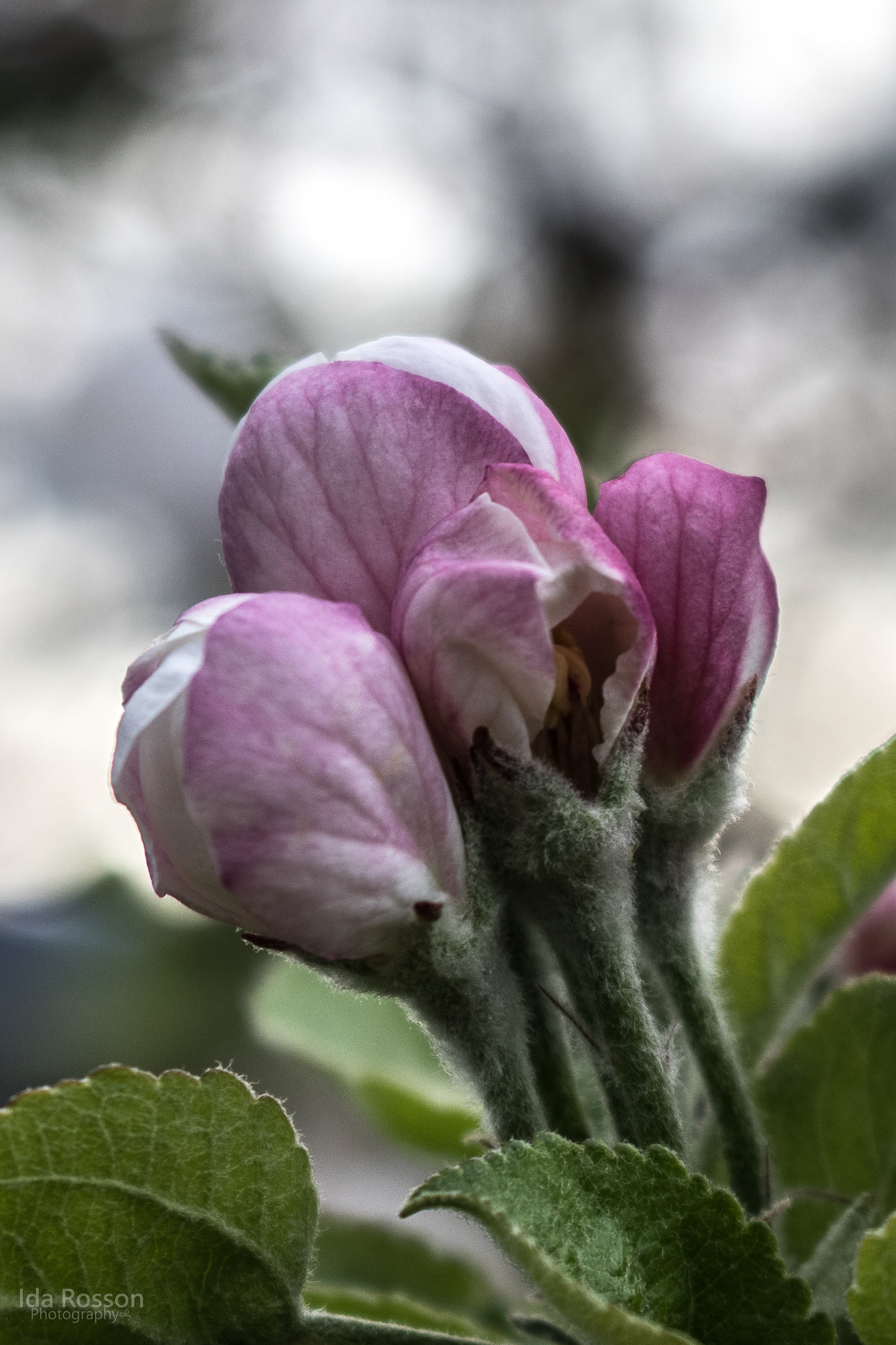Apple Blossoms